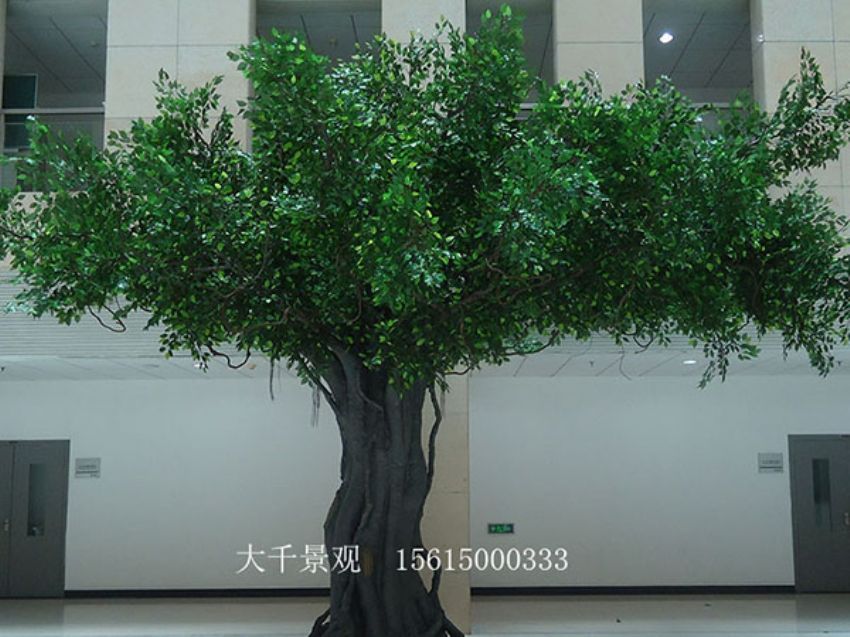 點擊查看詳細信息<br>標題：室內榕樹 閱讀次數(shù)：1565