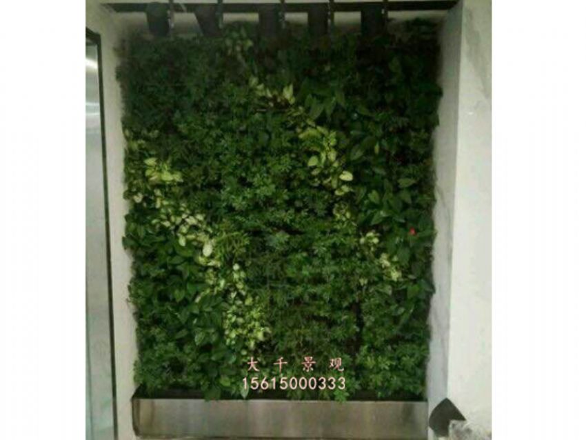 點擊查看詳細信息<br>標題：綠植墻 閱讀次數：2207